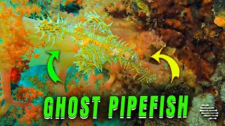 EggCarrying Colorful Harlequin Ghost Pipefish Encounter [upl. by Eitak]