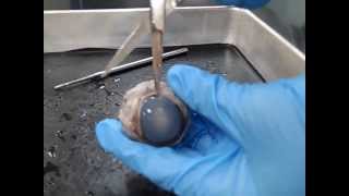 3minute Cow Eye Dissection [upl. by Awe]