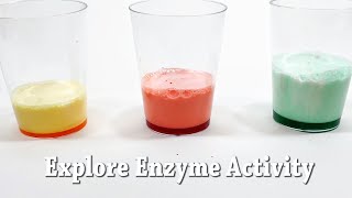 Explore Enzymes  STEM Activity [upl. by Marney]