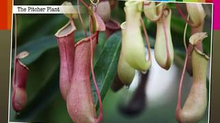 Insectivorous Plants  Macmillan Education India [upl. by Wennerholn993]