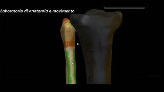 Anatomia ossa dellarto inferiore [upl. by Rhoads689]