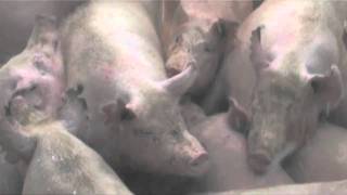 Korea Buries Pigs Alive [upl. by Noied62]