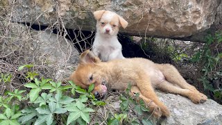 The cry for help of two dogs abandoned by their cruel owner on the side of the road and I saved them [upl. by Munt125]