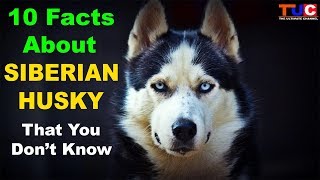 10 Facts About SIBERIAN HUSKY That You Dont Know  TUC [upl. by Ruhl]