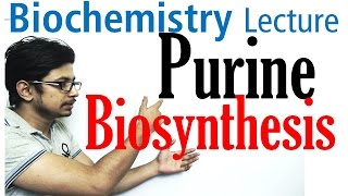 Purine biosynthesis [upl. by Undine]