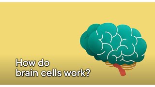 How do brain cells work [upl. by Aelhsa]