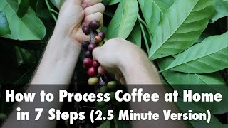 How to Process Coffee at Home in 7 Steps 25 Minute Version [upl. by Trah169]