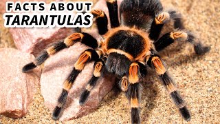 Tarantula Facts the HAIRY SPIDER 🕷️ Animal Fact Files [upl. by Aksel]