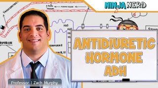 Endocrinology  Antidiuretic Hormone ADH [upl. by Iadam907]