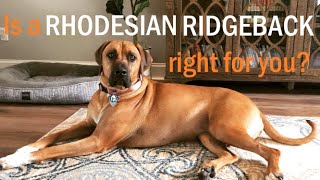 HOW TO Know if a Rhodesian Ridgeback is right for you [upl. by Aidiruy]