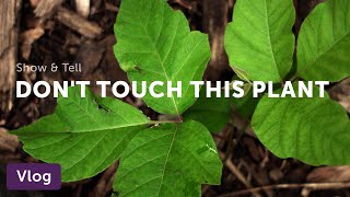 How to Identify Poison Ivy from Lookalikes — Vlog 021 [upl. by Allbee99]