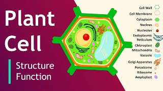 Plant cell Structure and Function  Plant Cell Model  Basic Science Series [upl. by Mariejeanne]