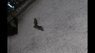 Soprano Pipistrelles emerging from a maternity roost [upl. by Able]