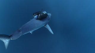 Mako Sharks Launch Like Rockets [upl. by Alesandrini394]