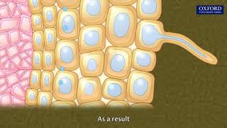 Animation 103 Absorption of water in plants [upl. by Gaylor]