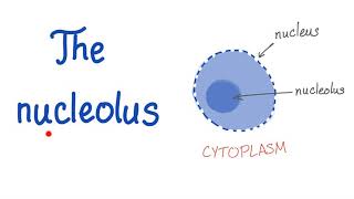 The Nucleolus the small nucleus [upl. by Brennen]