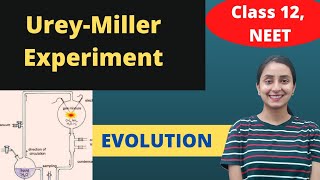 Millers Experiment  Class 12  Evolution [upl. by Yarezed]