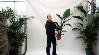 Produktvideo Strelitzia nicolai 130cm als Zimmerpflanze [upl. by Samau]