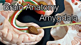 Anatomy of brain amygdala English [upl. by Lydell]