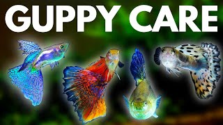 Guppy Fish Care 10 Things You Should Know About Guppies [upl. by Lay227]