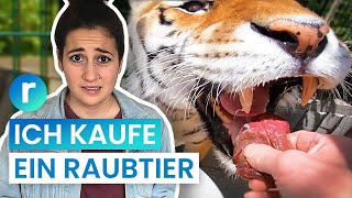 Tiger als Haustier Geht das in Deutschland  reporter [upl. by Namlas]