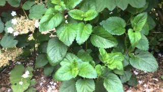 How to grow and use Lemon Balm Melissa officinalis [upl. by Faustus711]