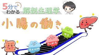 小腸の働き【5分でわかる解剖生理学】 [upl. by Stockmon]