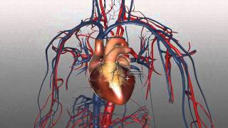 The Heart and Major Vessels  PART 1  Anatomy Tutorial [upl. by Kciv402]