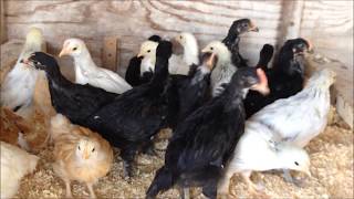 When and How to Move Chicks Outside [upl. by Cate]