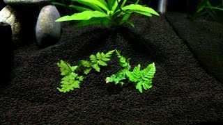 how to plant land ferns underwater [upl. by Letnohs109]