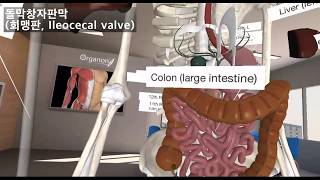 VR 소화계통3D organon [upl. by Constantine]