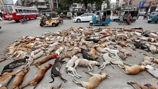 Over 700 stray dogs poisoned in Pak’s Karachi [upl. by Cy]