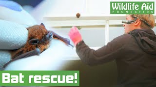 Tiny BAT needs help from wildlife rescuers [upl. by Ecirted]