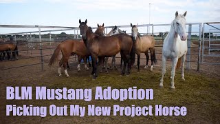 BLM MUSTANG ADOPTION  Picking Out My New Project Horse [upl. by Killam]