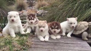 4 Weeks Old Siberian Husky Puppies [upl. by Leumhs]