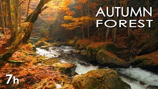 Autumn Forest  River Sounds  Relaxing Nature Video  White Water  HD  1080p [upl. by Notniuqal379]