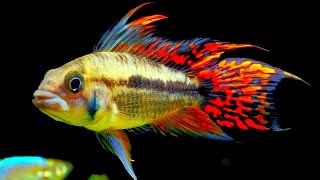 Top 5 Centerpiece Fish for your small to medium sized Community Aquarium [upl. by Krause985]