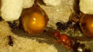 Honey Pot ants coming out of diapause [upl. by Giwdul827]