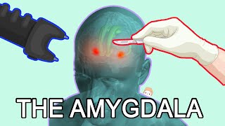 The Amygdala Fear Anxiety and Aggression [upl. by Eleni]