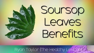 Soursop Leaves Benefits and Uses Graviola [upl. by Cirdla]