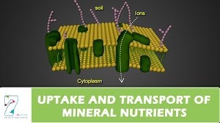 UPTAKE AND TRANSPORT OF MINERAL NUTRIENTS [upl. by Cedar]