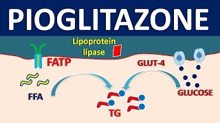 Pioglitazone  Mechanism side effects precautions and uses [upl. by Remat]