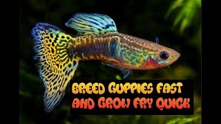 HOW TO BREED AND CARE FOR GUPPIES  GROW FRY FAST [upl. by Phebe319]