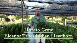 How to grow Eleanor Taber Indian Hawthorn with a detailed description [upl. by Arnoldo]