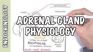 Endocrinology  Adrenal Gland Hormones [upl. by Hairym]