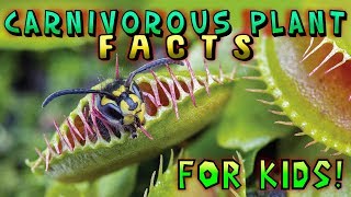 Carnivorous Plant Facts for Kids [upl. by Schild]