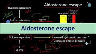 Aldosterone escape Physiological basis [upl. by Oetam783]