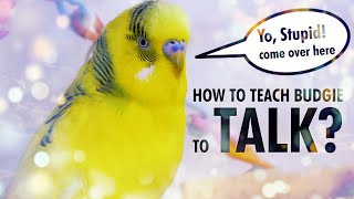 How to Teach a Budgie to Talk Start with Basics [upl. by Chantalle]