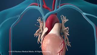 Difference Between Endoscopy and Gastroscopy [upl. by Applegate258]