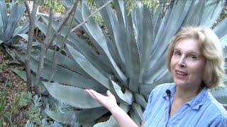 What You MUST Know About Century Plants Agave americana [upl. by Felt]